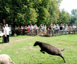 X PODLASKIE ŚWIĘTO CHLEBA