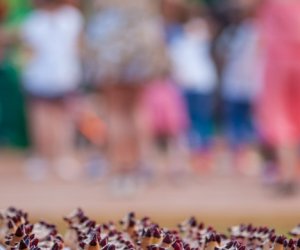 Odpust na św. Antoniego 2016