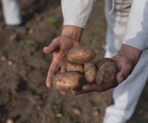 Niecodziennik muzealny - Uprawa ziemniaków w Polsce w XVIII i pierwszych dekadach XIX wieku. Niecodziennik muzealny - Uprawa ziemniaków w Polsce w XVIII i pierwszych dekadach XIX wieku.