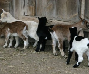 Początek wiosny w Muzeum Rolnictwa im. ks. K. Kluka w Ciechanowcu to czas dla zwierząt. Początek wiosny w Muzeum Rolnictwa im. ks. K. Kluka w Ciechanowcu to czas dla zwierząt.
