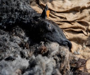 NIECOdziennik muzealny – Strzyżenie owiec NIECOdziennik muzealny – Strzyżenie owiec