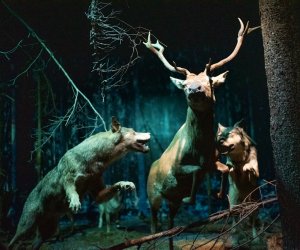 Konferencja Naukowo-Szkoleniowa III PARAZYTOZY ZWIERZĄT - fotorelacja Konferencja Naukowo-Szkoleniowa III PARAZYTOZY ZWIERZĄT - fotorelacja