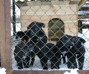 Muzeum odda w dobre ręce 8 pięknych 2 miesięcznych szczeniąt.