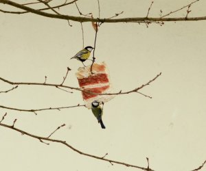 Zimowe Ptakoliczenie 2017 Zimowe Ptakoliczenie 2017