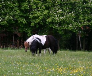 Początek wiosny w Muzeum Rolnictwa im. ks. K. Kluka w Ciechanowcu to czas dla zwierząt. Początek wiosny w Muzeum Rolnictwa im. ks. K. Kluka w Ciechanowcu to czas dla zwierząt.