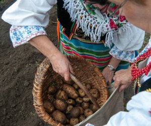 Wykopki w Skansenie 2013